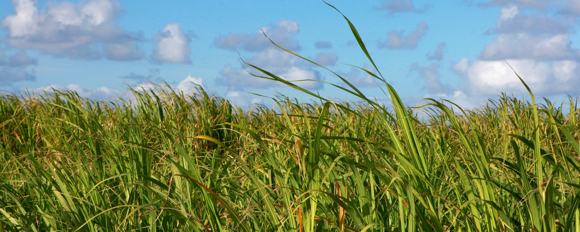Sugar Cane Field and Blue Skies in Barbados