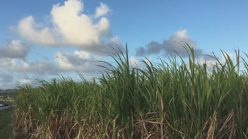 Video of Sugar Cane Fields, Foursquare Distillery, Beaches, & Barbados Blue Skies